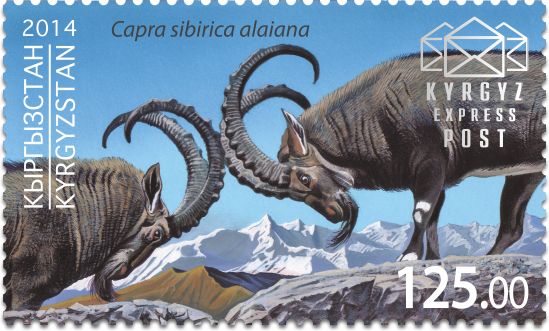 008M. Central Asian Ibex