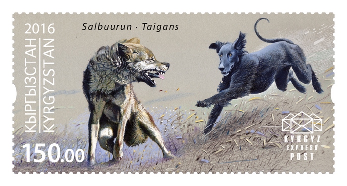 032M. Taigan, overtaking the prey - a wolf