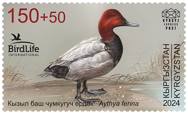 Common Pochard stamp