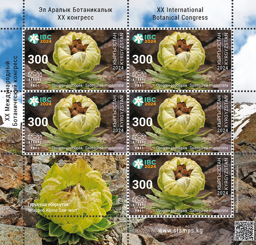 Saussurea involucrata stamp
