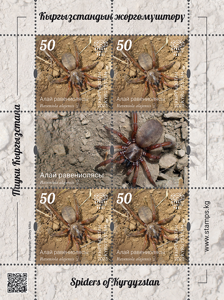 The Alay trapdoor spider