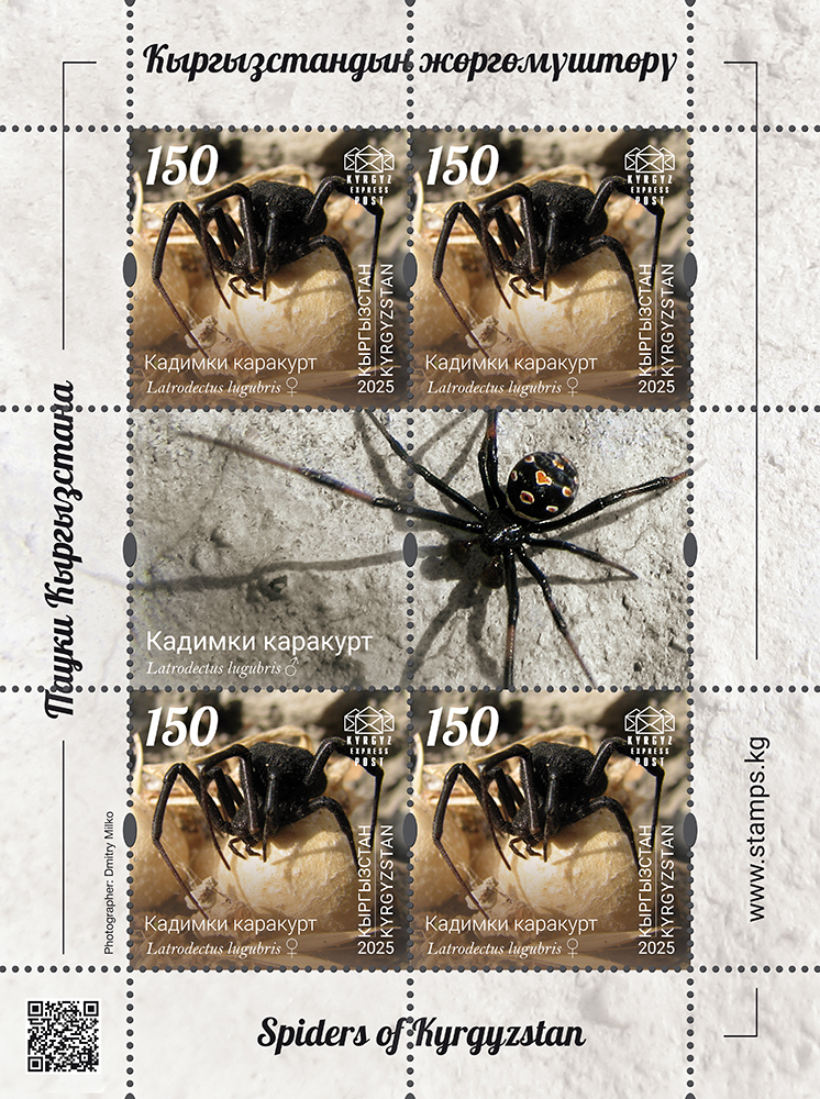 The Asian sorrowful black widow