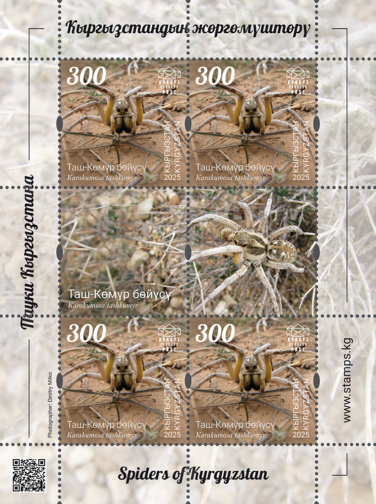 The Tash-Kumyr tarantula wolf spider