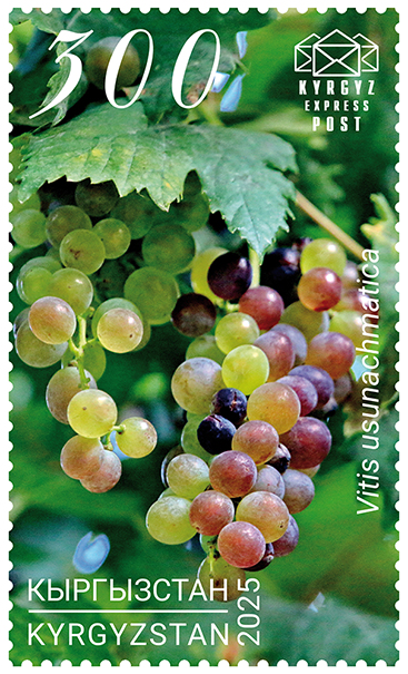 Grapes stamps
