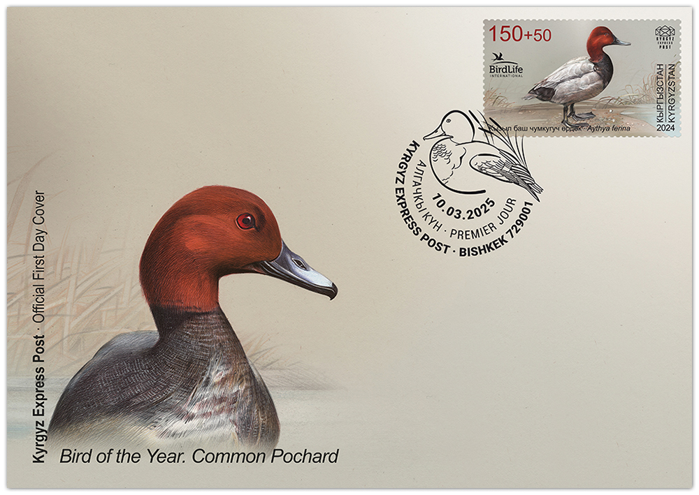 Common Pochard FDC
