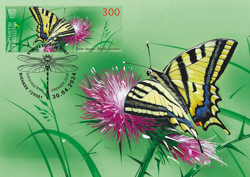 Papilio alexanor maxicard
