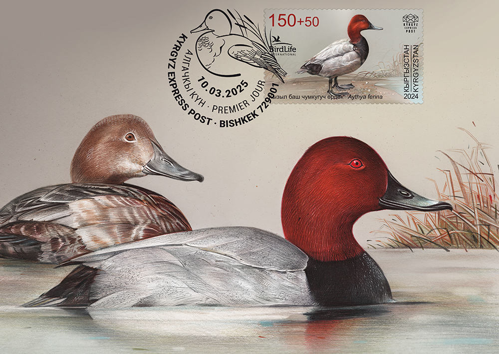 Common Pochard maximumcard`