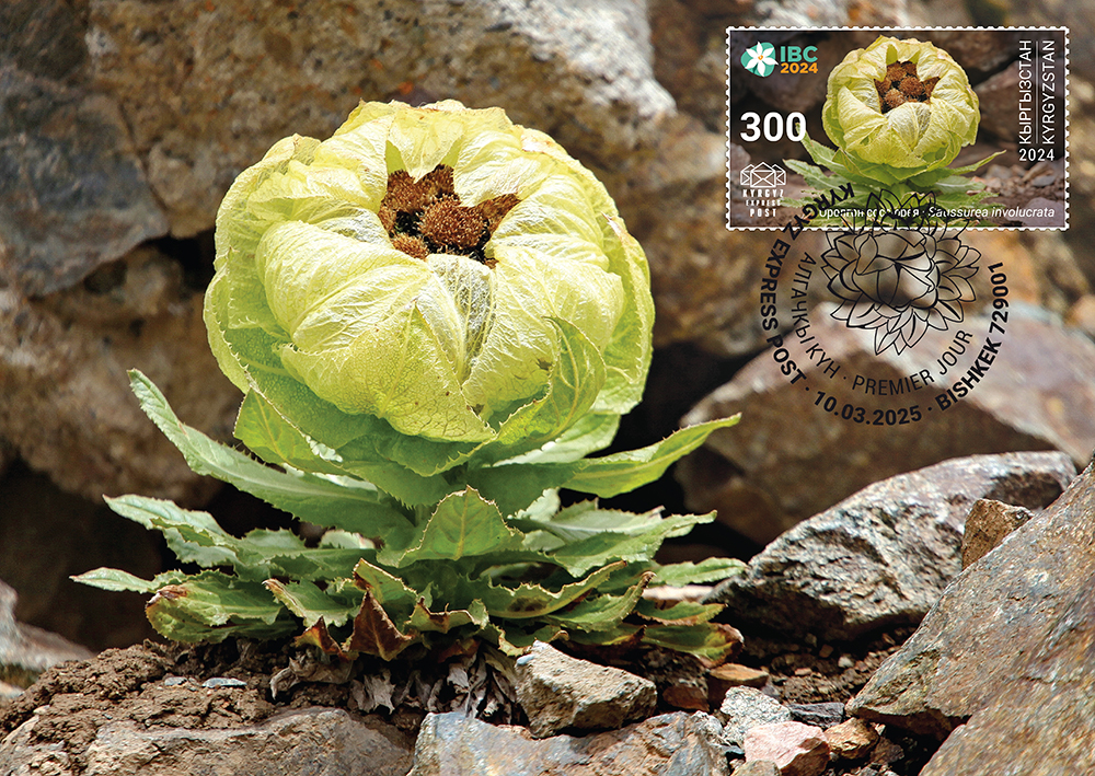 Saussurea involucrata postcard