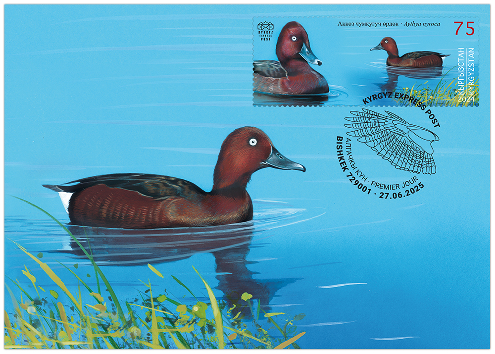 The Ferruginous Duck maximum card