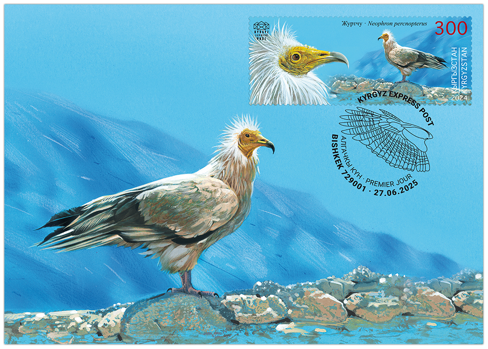 The Egyptian Vulture maximum card