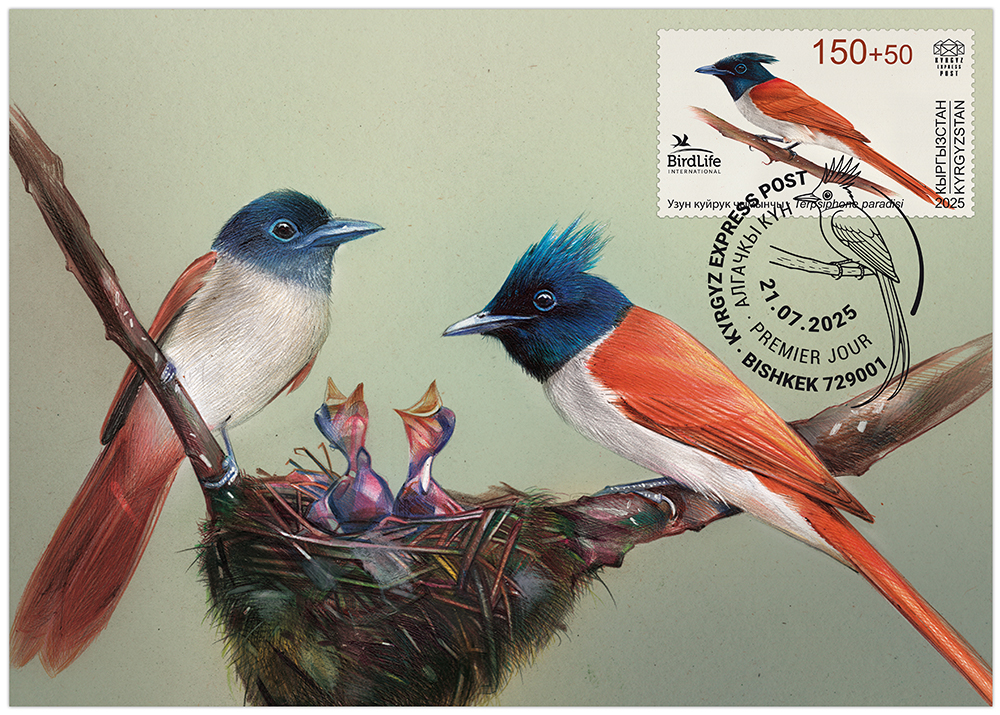 Asian paradise flycatcher maximumcard`