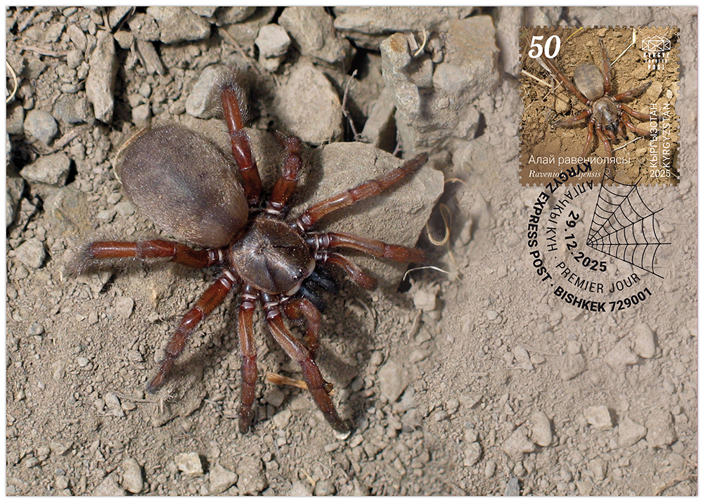 The Alay trapdoor spider postcard
