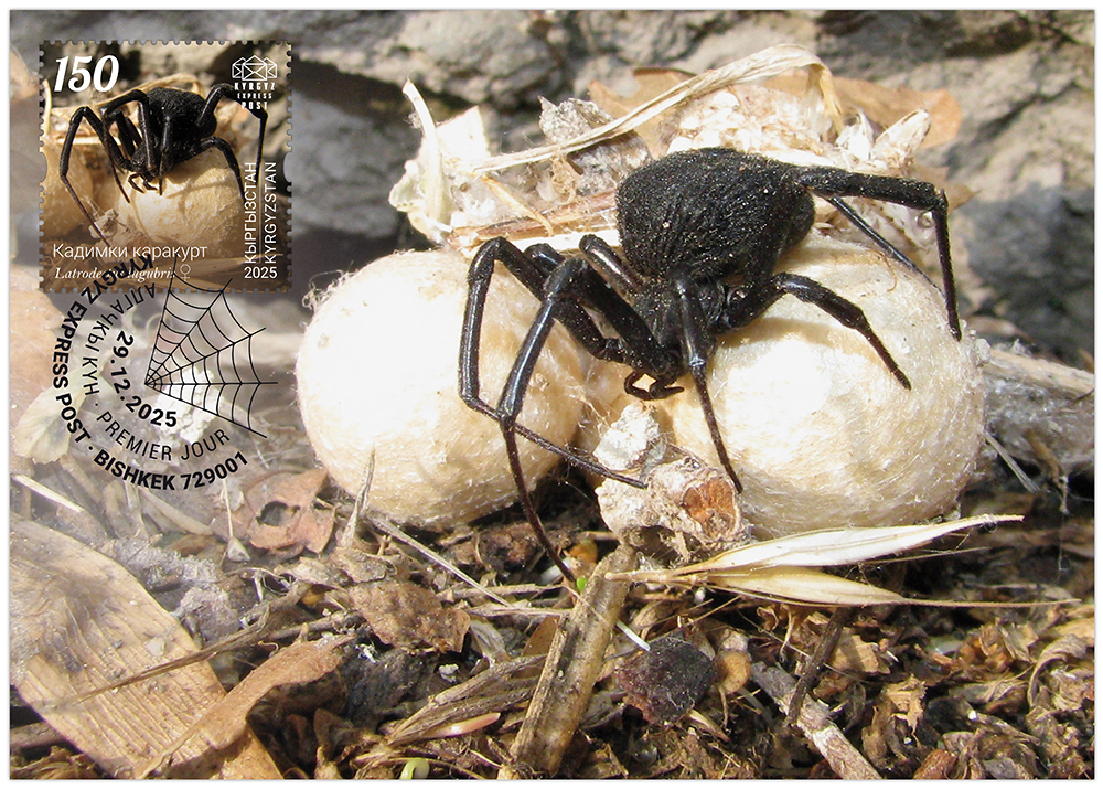 The Asian sorrowful black widow postcard