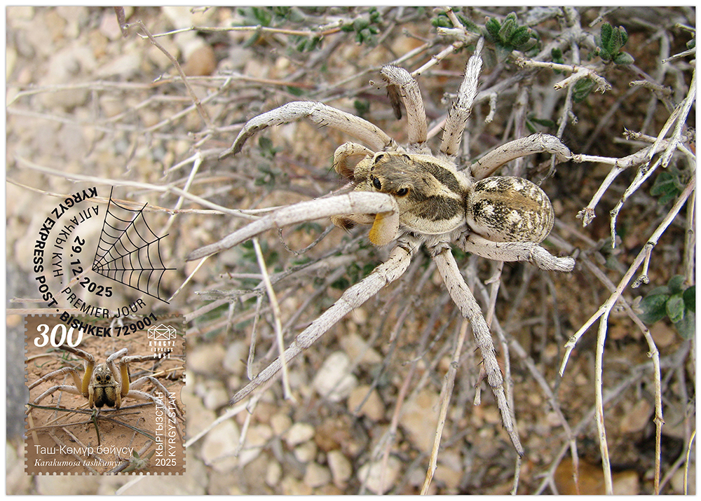 The Tash-Kumyr tarantula wolf spider postcard