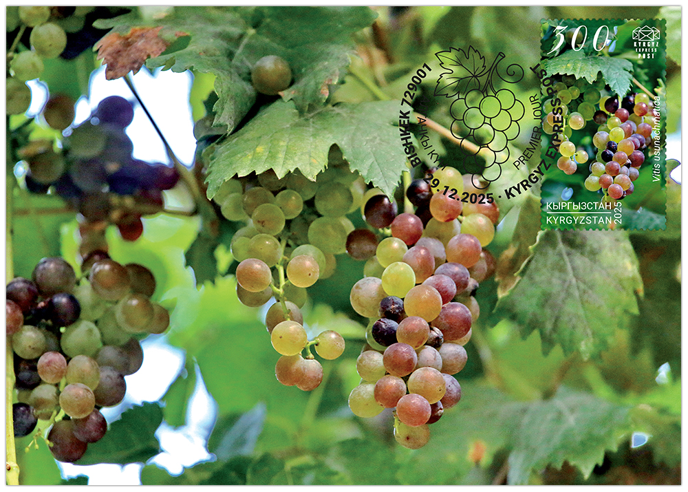 Grapes maximum cards